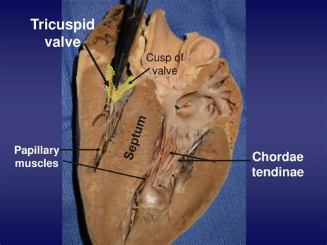 Ppt Pig Heart Dissection 101 Powerpoint Presentation Id3208393