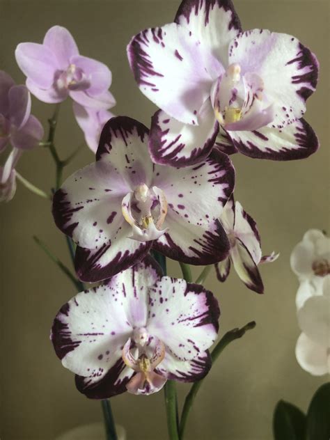 10 Things Nobody Tells You About Orchids Artofit