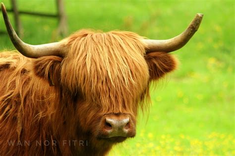 The Pride Of Scotland The Highland Cow Has The Characteristic Long