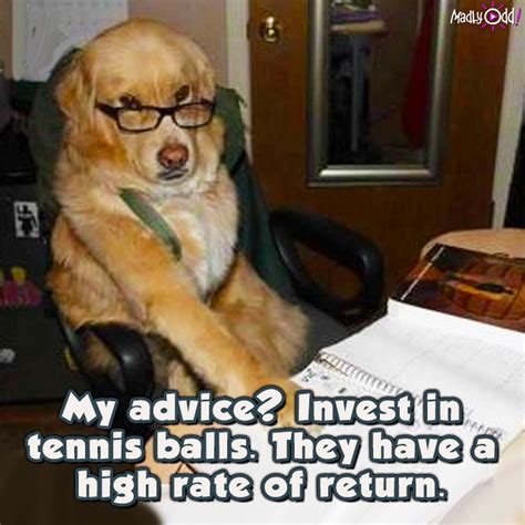 It's also important to know. Chuck's Fun Page 2: Dog fun - 20 images