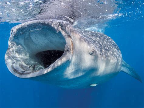 The Whale Shark California Diving News