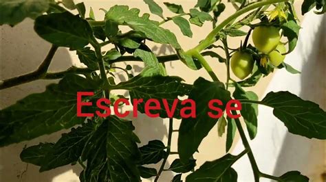 Como Plantar Tomateiro 🍅 Invertido Reciclado Garrafa Pet Parte 2 Dicas