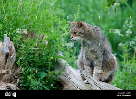 Wild Cat Felis Catus Captive Stock Photo Alamy