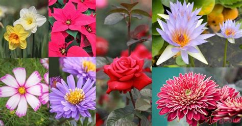The origins of birth month flowers the first flowers appeared on our planet over 130 million years ago creating beauty, color and wonderful scents. Top 25 Birth Month Flowers and Their Meanings with Pictures