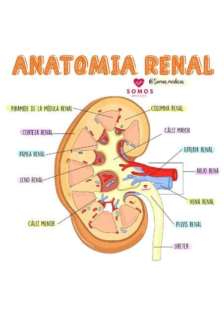 Anatomía Renal Fanpage Somos Médicos Udocz