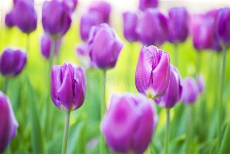 Bright Lilac Tulips Stock Image Image Of Bloom Flora 54409345