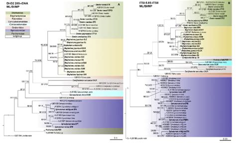 Phylogenetic Trees Inferred From D1 D2 Domain Of 28s Rdna A And