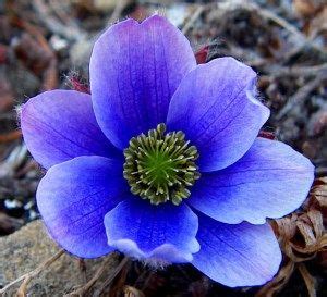Purple Arctic Flowers