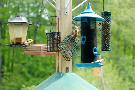 How To Make Your Yard A Bird Friendly Habitat For The Spring