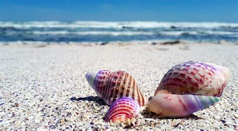 Seashell Shell Shells Sea Ocean Beach Nature Clean Public Domain