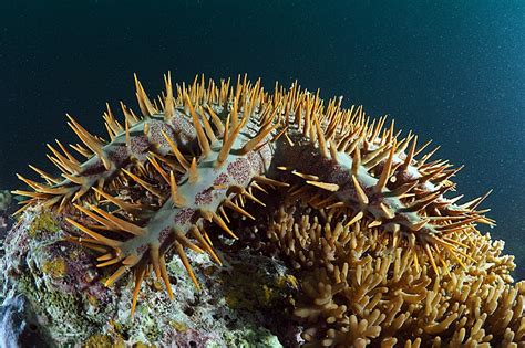 Crown Of Thorns Starfish Cots Living Oceans Foundationliving Oceans