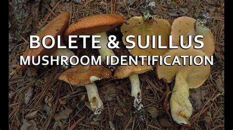 Bolete And Suillus Mushroom Identification With Adam Haritan