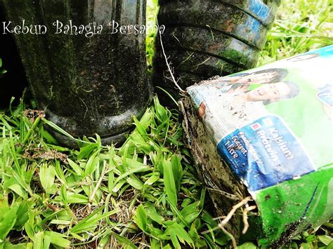 Pokok akar dani (episod 47) : Kebun Bahagia Bersama: Pokok Akar Dani Multi-petal