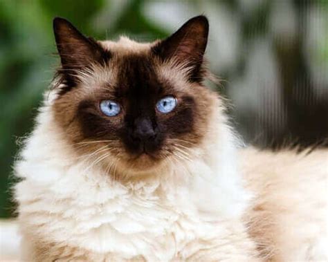 Siamese Persian Mix Cat