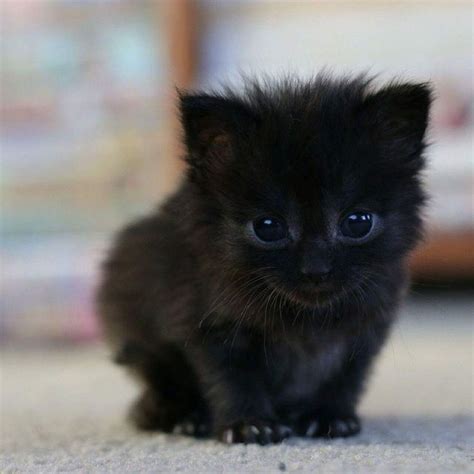 Tiny Black Kitten Bichinhos Fofos Fotos De Animais Fofinhos Fotos