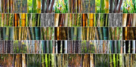 The most important nwfp of malaysia are rattan, bamboo, medicinal plants and wild fruits. Different Types of Bamboo
