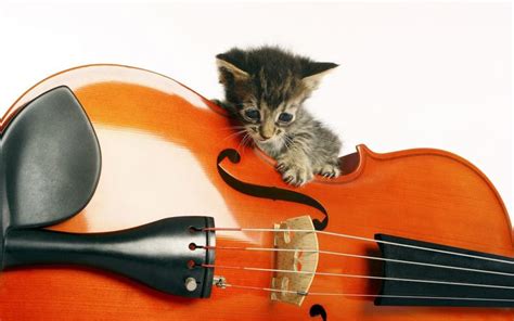 Music Animals Instruments Kittens 1680x1050 Animals Instruments