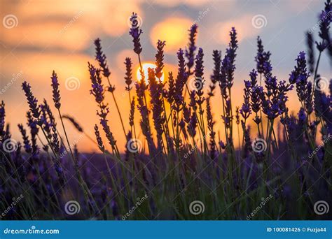 Beautiful Sunset Over Lavender Field At Summer Evening Stock Photo