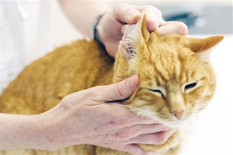 Ear Infections In Cats Aspca Pet Health Insurance