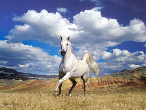 Arabian Horse Wallpapers Wallpaper Cave