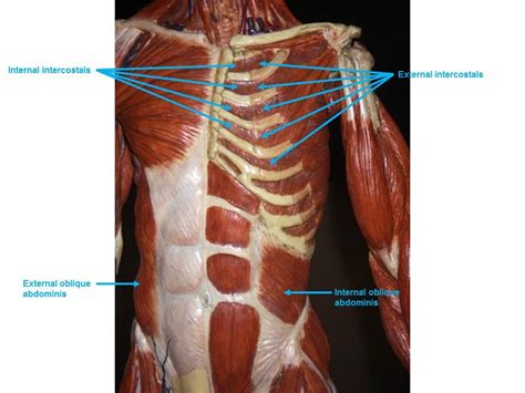 Internal and external obliques work to rotate the torso and stabilize the abdomen. Muscle Models