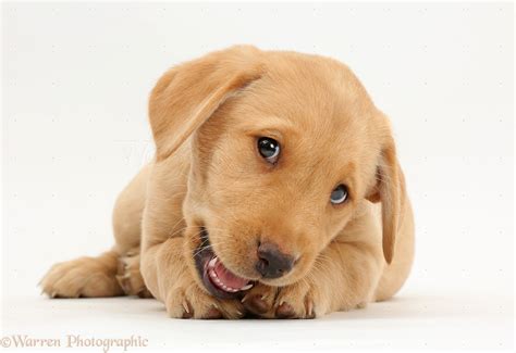 First time puppy parents will also. Dog: Cute Yellow Labrador puppy lying photo WP41123