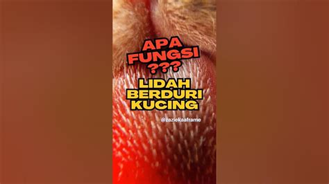 Kenapa Lidah Kucing Berduri Apa Manfaatnya ⁉️ Faktahewan Kucing