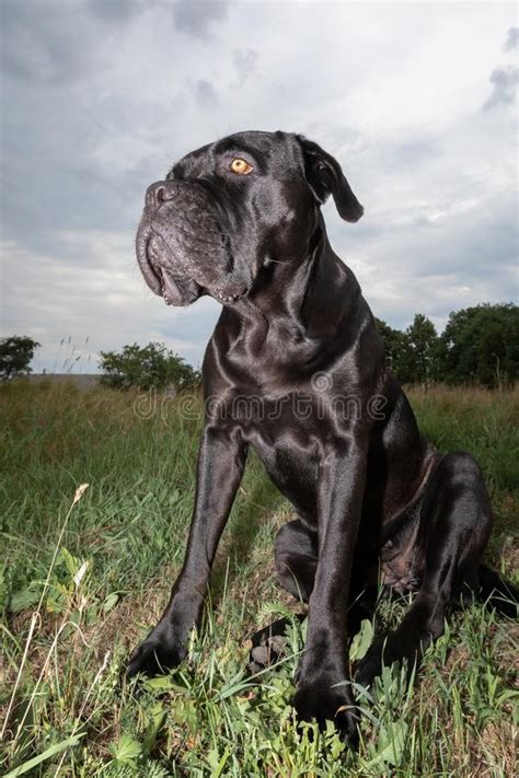 Sheeny Black Cane Corso Dog In The Meadow Stock Photo Image Of Breed