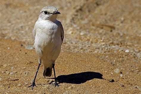 Native Birds Of Namibia