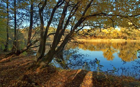 壁紙 川、木、秋、自然の風景 2560x1600 Hd 無料のデスクトップの背景 画像