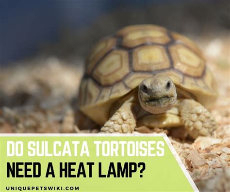 Do Sulcata Tortoises Need A Heat Lamp 3 Best Options For You