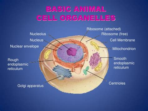 The organelle in an animal cell where ribosomes are made is the. PPT - Cell Structure Part 2: Eukaryotic Cells (Animal ...