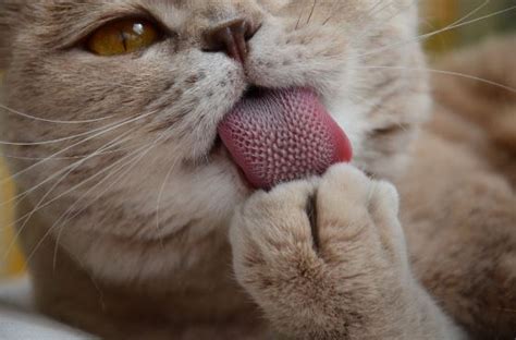 Kitty Kisses Why Does My Cats Tongue Feel Like Sandpaper Prettylitter