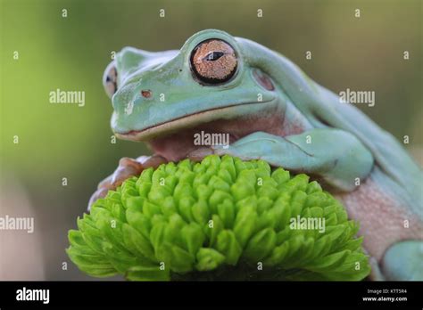 Close Up Of A Dumpy Tree Frog On A Flower Stock Photo Alamy