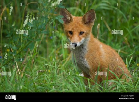 Sweden Scandinavia Oland Red Fox Sitting In Grass Close Up Stock
