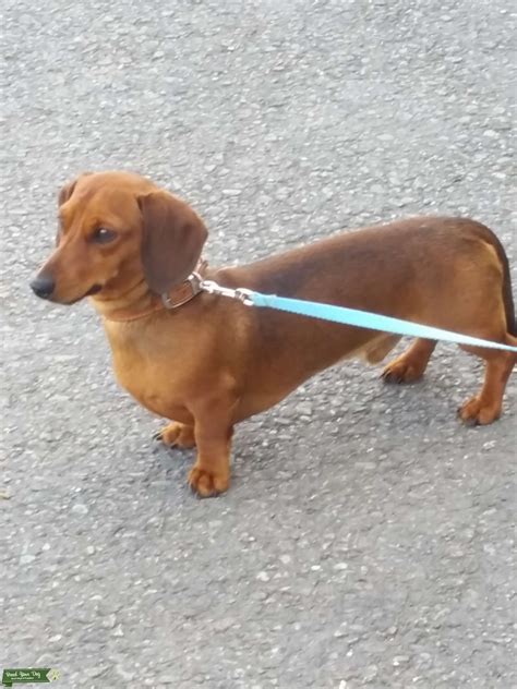 Shaded Red Pra Clear Miniature Smooth Dachshund Stud Dog Somerset