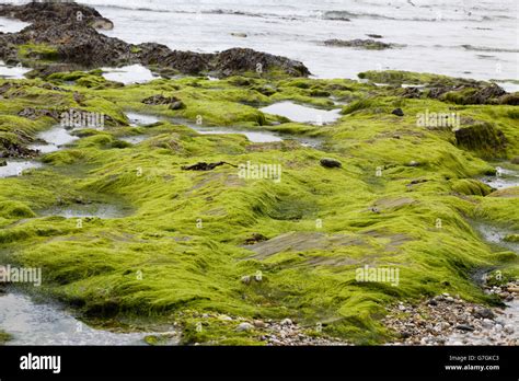 Green Seaweed Covered Rocks Stock Photo Alamy