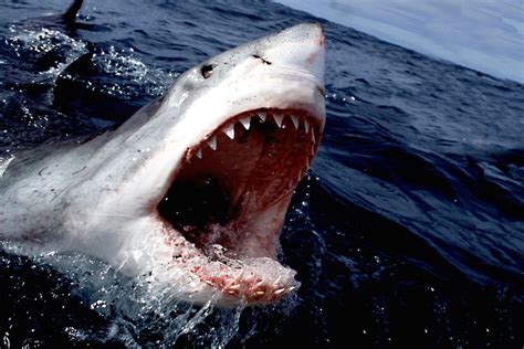 New Undiscovered Footage Of The Largest Shark Ever Filmed This Thing Is Absolutely Massive