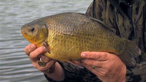 Crucian Carp Des Taylor Goes For A Pb Watch On Fishing Tv