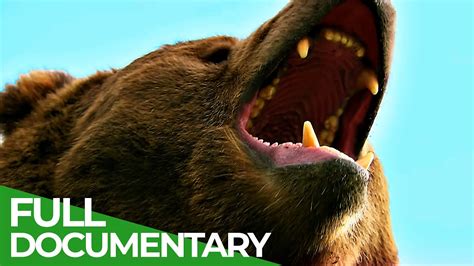 Wildlife Episode 6 Bears Free Documentary Nature