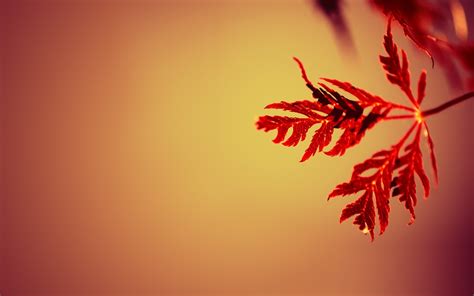 Nature Simple Simple Background Leaves Gradient Depth Of Field Macro