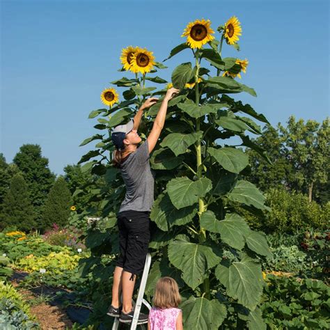 20 American Giant Sunflower Seeds New Hill Farms