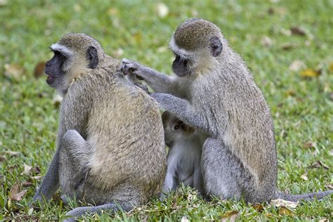 Botswana and Zambia: Vervet Monkey