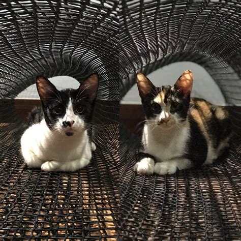 Calico Tuxedo Kittens Adopted 4 Years 6 Months Four Musketeers