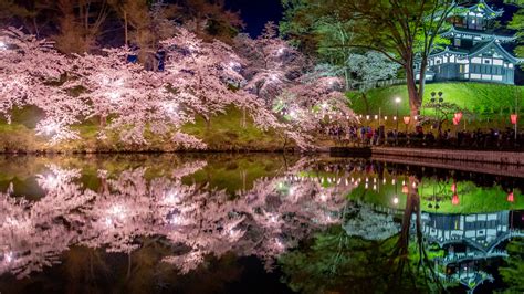 Learn More About Cherry Blossoms At Night Of Takada Park Niigata
