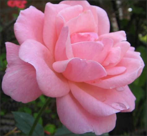 Blog Ceu E Mar Flor Rosas