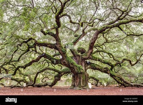 Angel Oak South Carolina High Resolution Stock Photography And Images