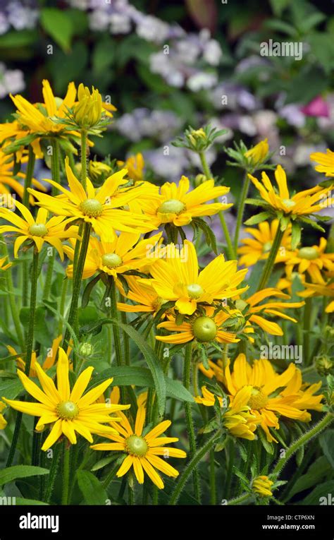 Yellow Black Eyed Susan Flowers In Full Bloom Stock Photo Alamy