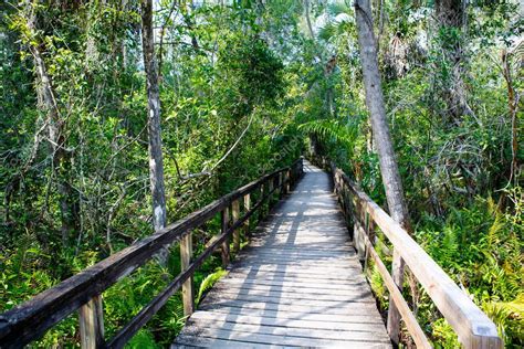 Florida Wetland Wooden Path Trail At Everglades National Park In Usa