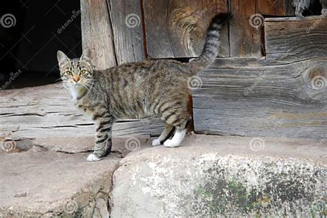 Farm Cat Stock Image Image Of Eyes Lithuania Foretime 26268437